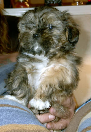 bpuppy3.jpg
