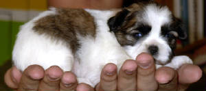 decpuppy5.jpg