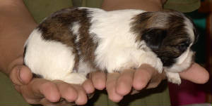 decpuppy6.jpg