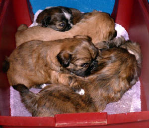 mollyspups.jpg