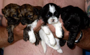 pepperspups.jpg