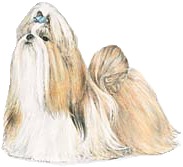 croppedshihtzu.jpg