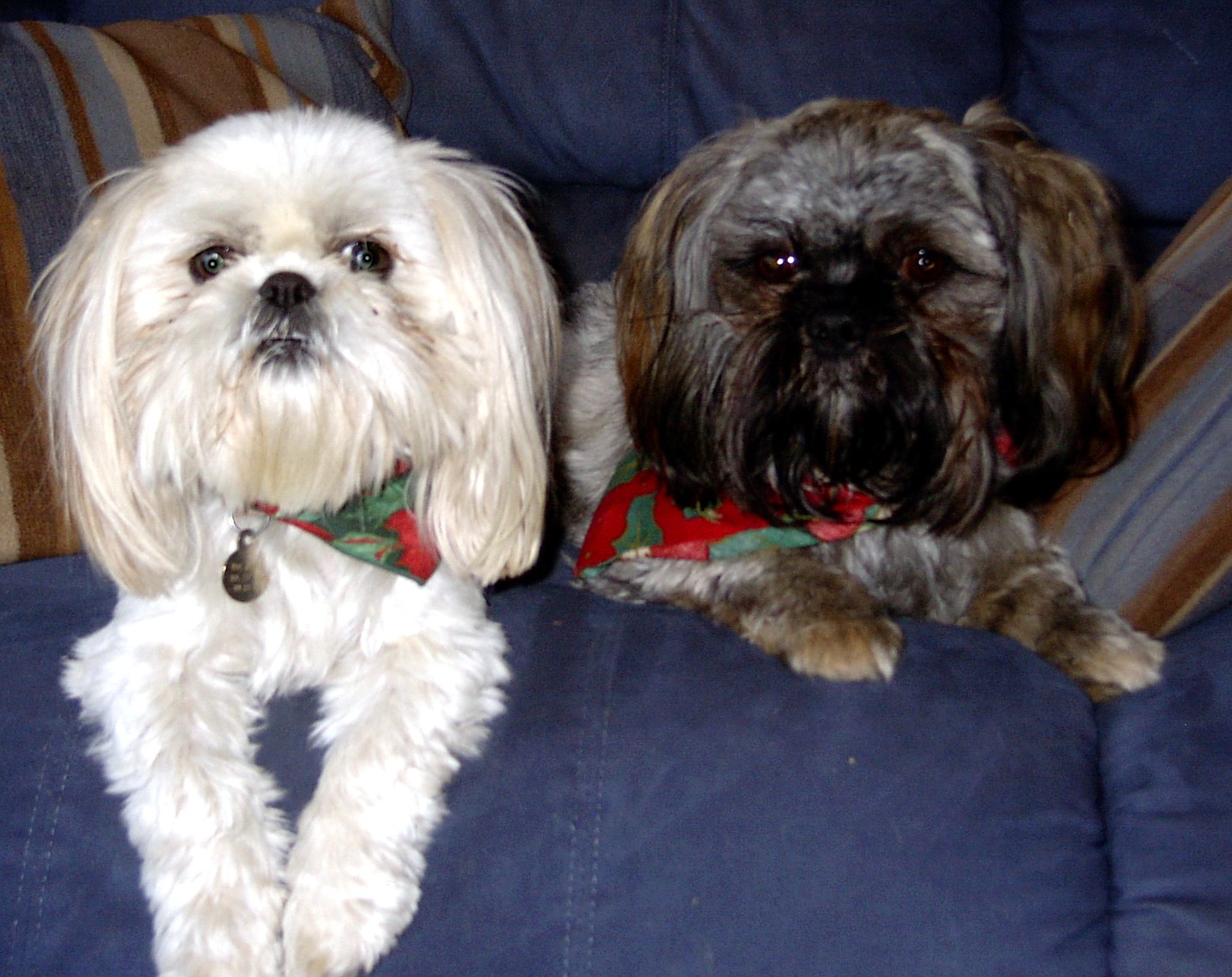 harleyandsnoopy.jpg