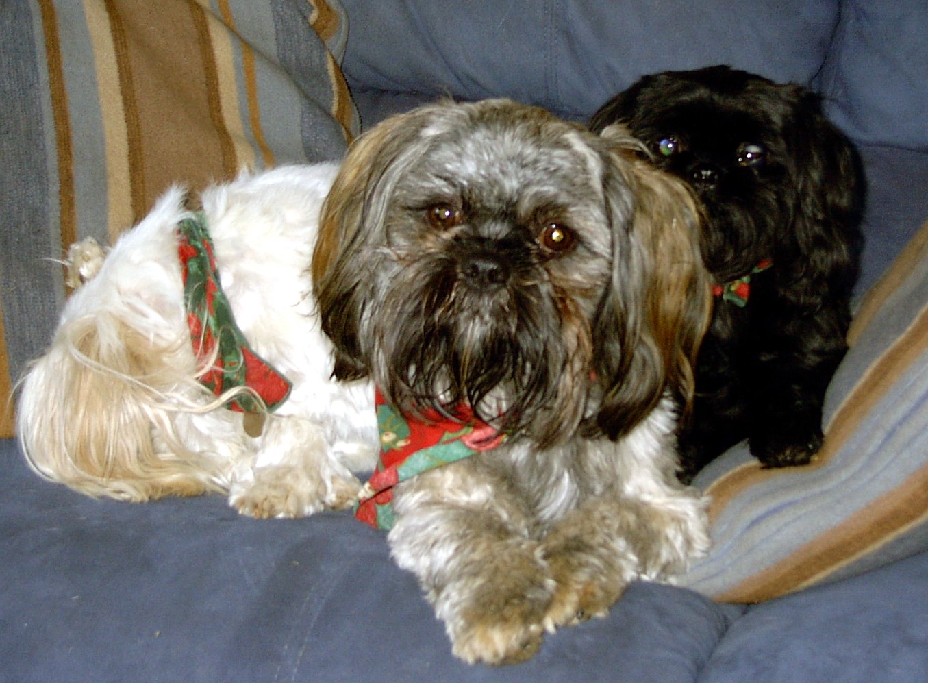 harleypepperandsnoopy.jpg