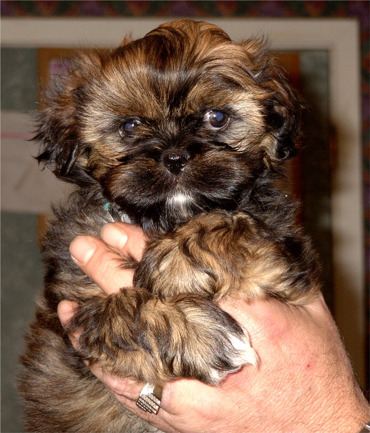 harleypuppy.jpg